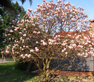 magnolias_japonesas
